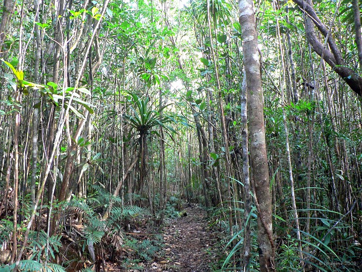 78- Le sentier traverse la reserve botanique de la foret cachee.JPG